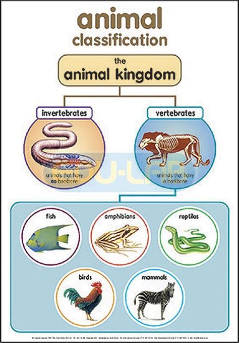 Free Printable Animal Classification Lesson Plans, Taxonomy Lessons ...