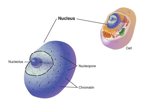 Nucleus | Nuclear membrane, Organelles, Home beauty tips