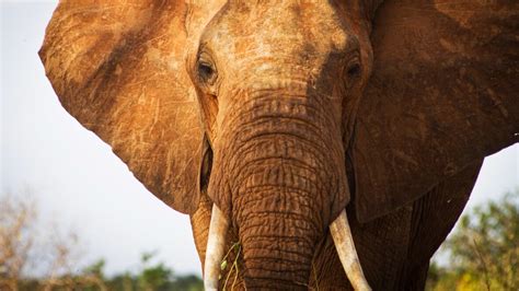 Ivory trade: Why elephant poaching is still rampant - World - CBC News