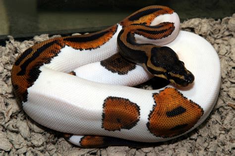 Snakes: Piebald Ball Python