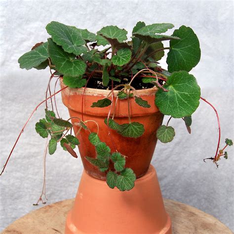 Strawberry Begonia (Saxifragra stolonifera) House Plants For Sale, House Plants Decor, Plant ...