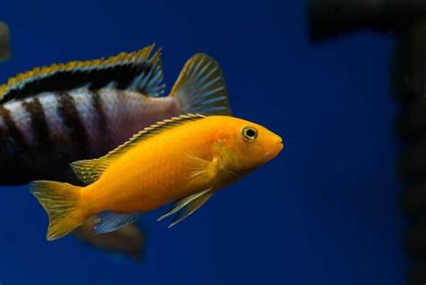 African Cichlid Care Guide & Species Profile | Fishkeeping World