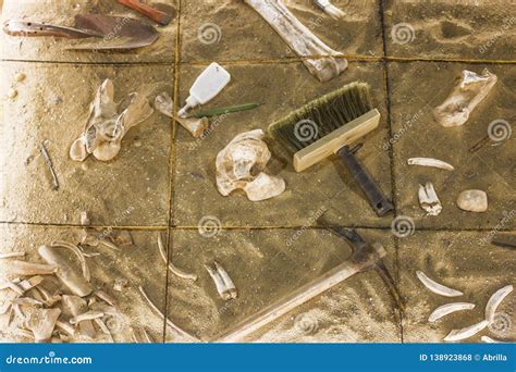 An Antiquities Excavation Site. Tools and Exhibits Found Editorial Stock Photo - Image of bones ...