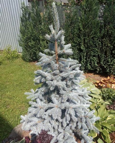 How To Make Blue Spruce Grow Faster? – World of Garden Plants