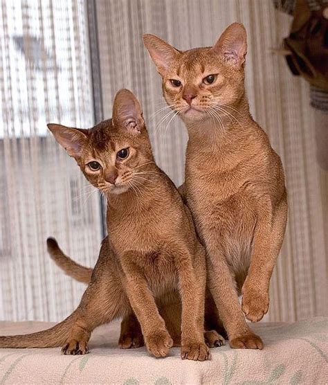 Young Abyssinians | PawSomZz! | Pinterest