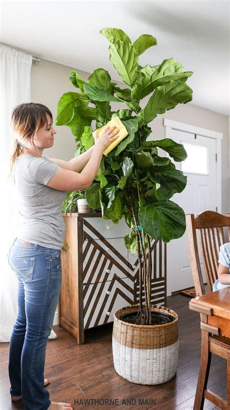 Comment prendre soin d'un Fiddle Feuille Figuier in 2020 | Fiddle leaf ...