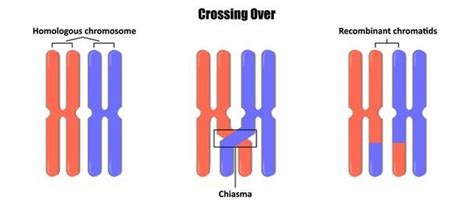 Is Recombination and crossing Over the same?