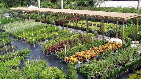 Florida Nursery Mart | Plants, Sod, and Everything Landscaping