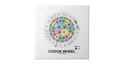 Codon Wheel (RNA Codons Amino Acids) Tile | Zazzle