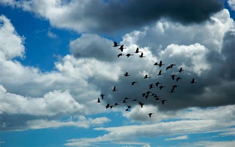 Flying Birds Wallpapers - Top Free Flying Birds Backgrounds ...