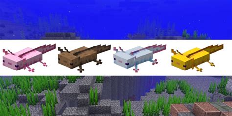 All Axolotl Colors in Minecraft - Pro Game Guides