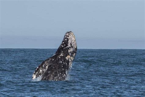 The Gray Whale Migration in California and Beyond - Oceanic Society