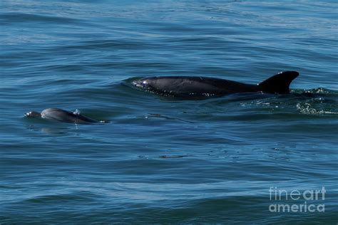 Mom and Baby Dolphins Photograph by Charles King - Fine Art America