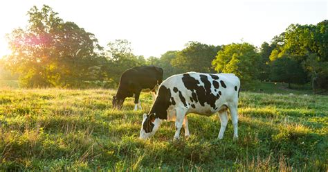 The Benefits Of Rotational Grazing - Nevada Irrigation District