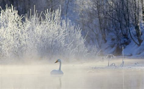 HD wallpaper: Swan, white swan, snow, winter, lake, nature and ...