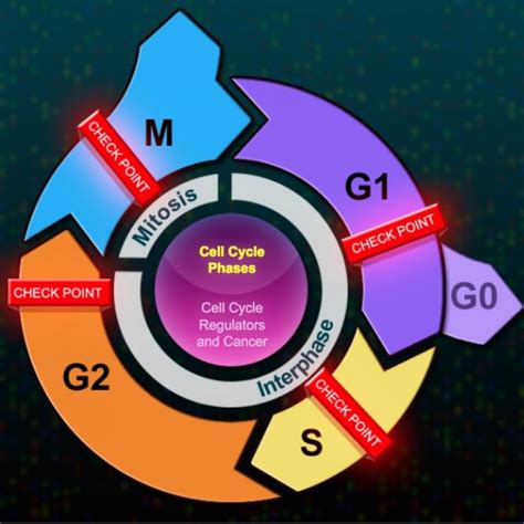 The Eukaryotic Cell Cycle and Cancer | Cell cycle, Biology classroom ...