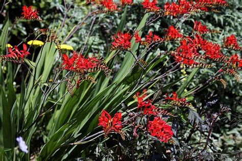 Montbretia (Crocosmia × crocosmiiflora) - growing guides