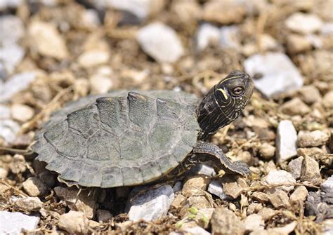 False Map Turtle (Graptemys pseudogeographica) - Reptiles and ...