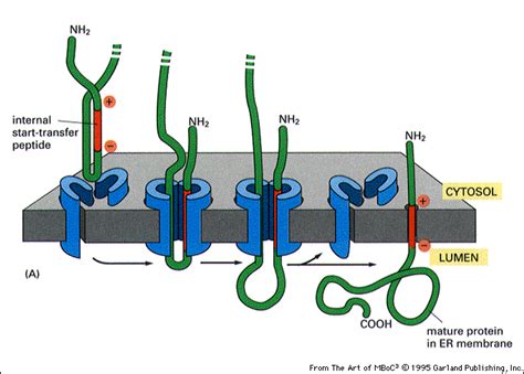 biochemistry - Transmembrane protein: does signal peptide always form a loop? - Biology Stack ...