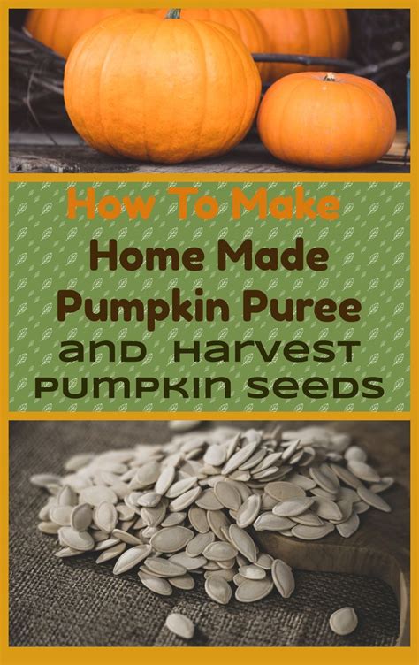 How To Harvest A Pumpkin For Cooking and Pumpkin Seeds For Planting | Pumpkin, Pumpkin seeds ...