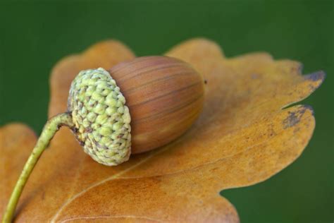 Did you know acorns are a superfood? They're a healthy, gluten-free ...