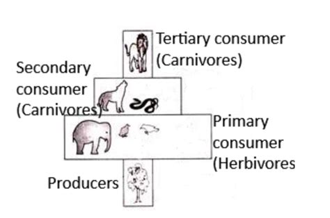 The given pyramid best represents\n \n \n \n \n a. Pyramid of energy in ...