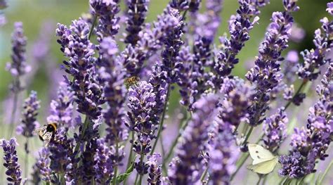 Lavender - a beautifully fragrant herb with valuable properties ...