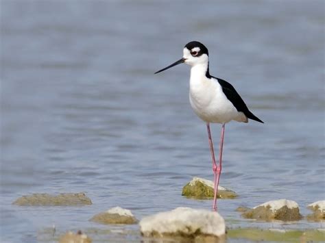 Black-necked Stilt - eBird