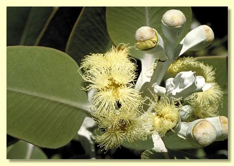 Eucalyptus pleurocarpa