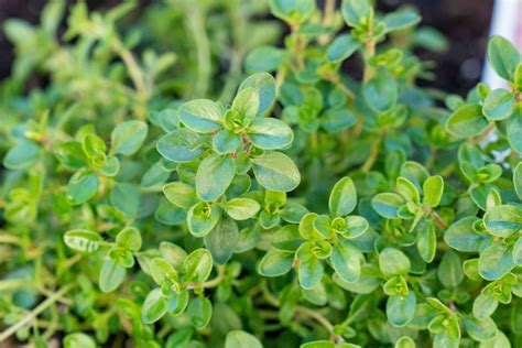 How to Grow and Care for Thyme