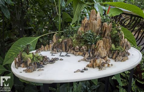 Magnificent Miniature Landscapes: A Chinese Penjing Display – Florida Museum