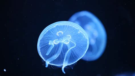 Glowing Jellyfish Wallpapers - Wallpaper Cave