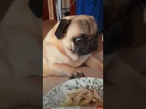 Pug Barking - YouTube