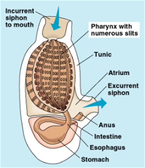 Hemichordata Anatomy