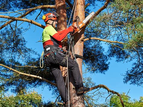 New safety guidance for tree cutting