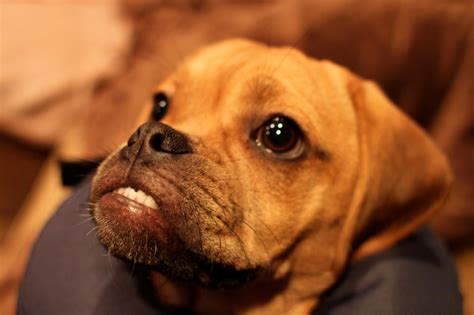 ♥ the underbite! | Tiere