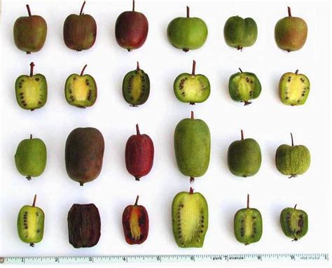 KIWI Fruit Climber Different Varieties Cold Hardy 50 Seeds - Etsy ...