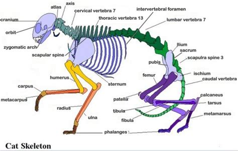 Cat Skeleton Diagram