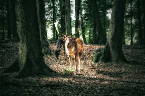 Deer with Antlers in Forest Stock Photo - Image of moody, woodland: 170532924