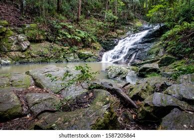 Kondalilla Falls Trail Photos, Images and Pictures