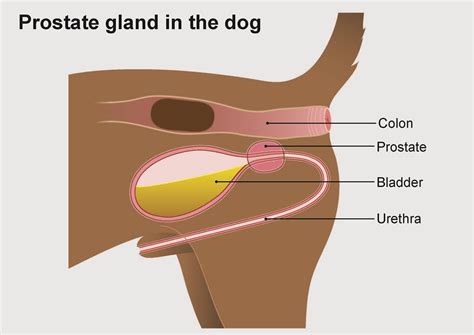 Enlarged Prostate in Dogs - PDSA