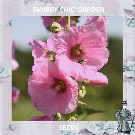 PINK HOLLYHOCK Sacred Edible Plant Victorian by VikkiVines