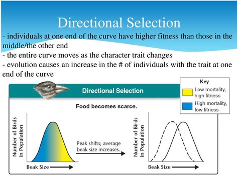 Patterns of Evolution. - ppt download