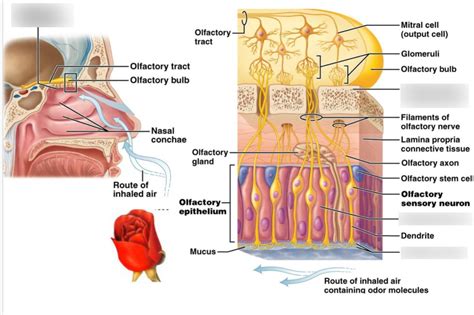 Olfactory Cells Diagram