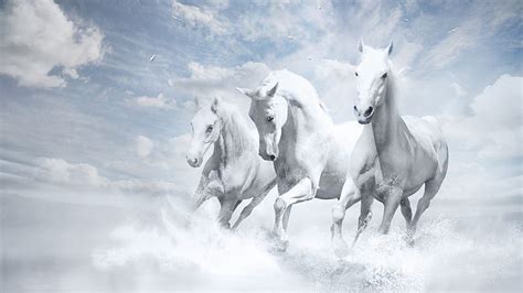 Three white horses, white, animals, horses, Three, HD wallpaper | Peakpx