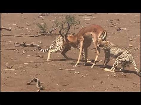 Cheetahs vs Impalas - YouTube