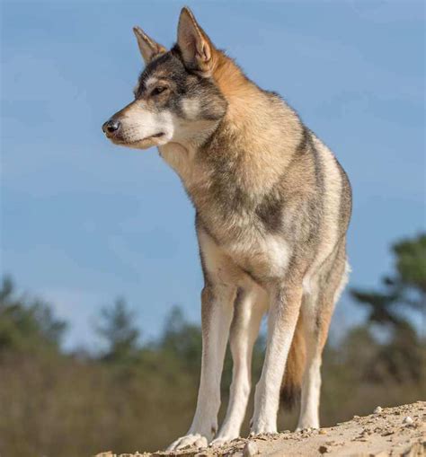 Tamaskan Dog: 7 Amazing Facts About the Tamaskan Wolfdog | All Things Dogs