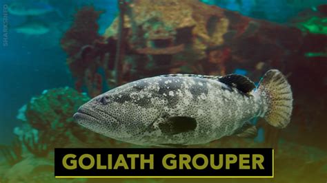 A Guide To The Different Types Of Grouper - sharksinfo.com