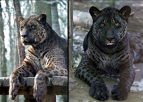 Rare Cross Between a Lion and Jaguar