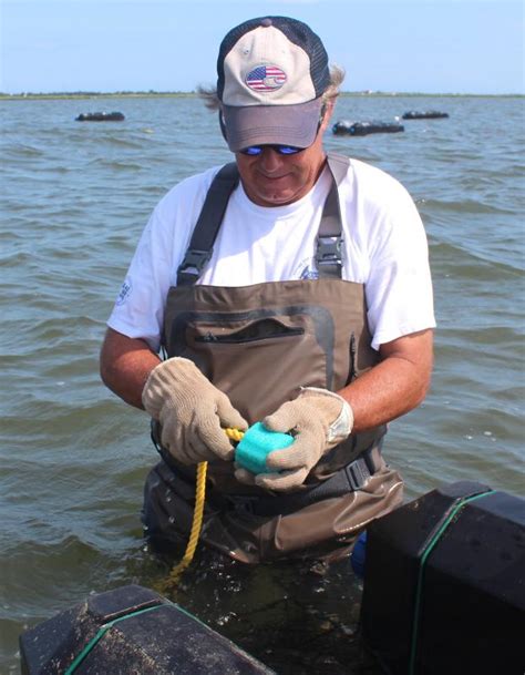 Shellfish farming begins in the Rehoboth Bay | Cape Gazette